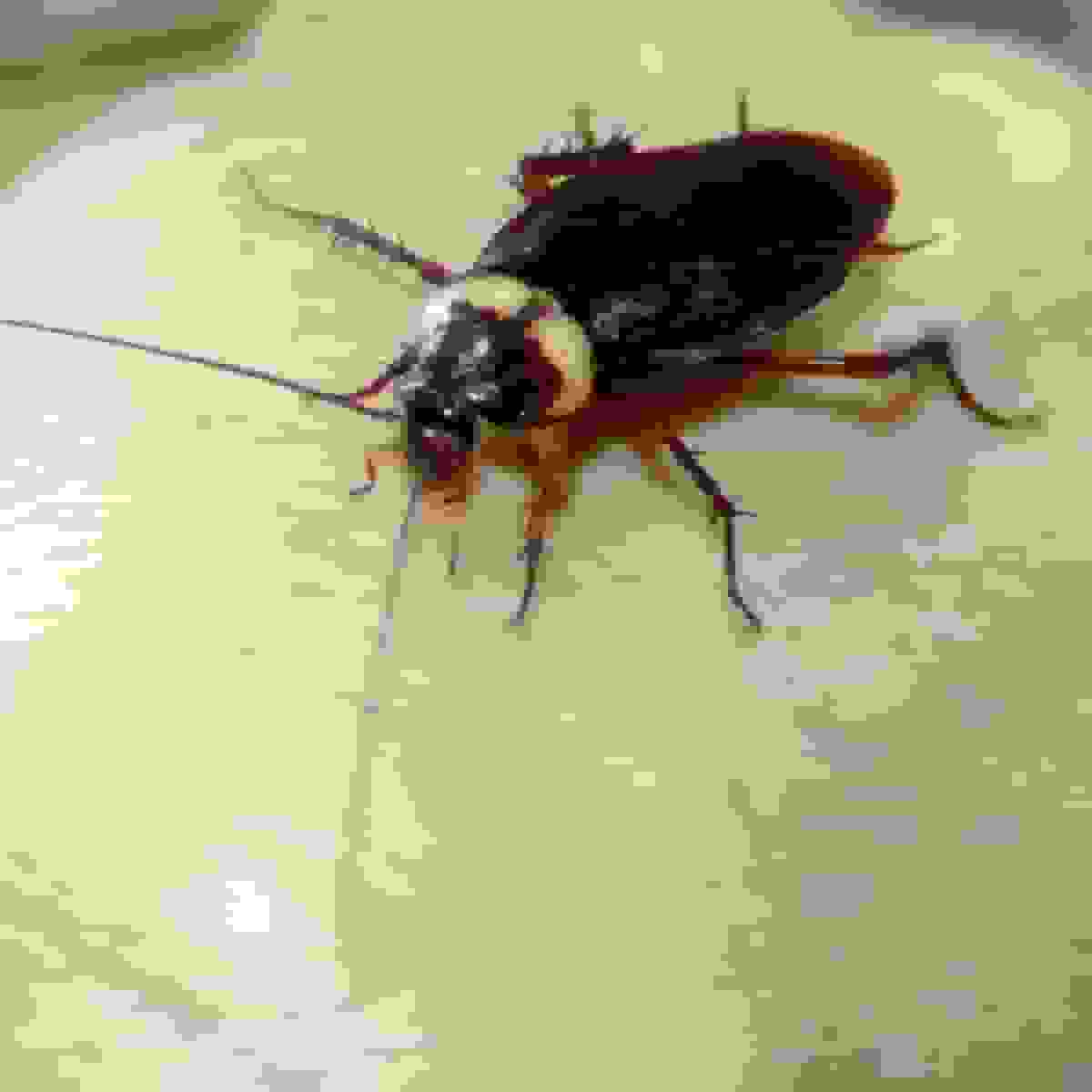 معامله‌گران مورگان استنلی گلدمن ساکس را پشت سر گذاشتند، باگ‌های تری‌کالر دیمون را آزار می‌دهد