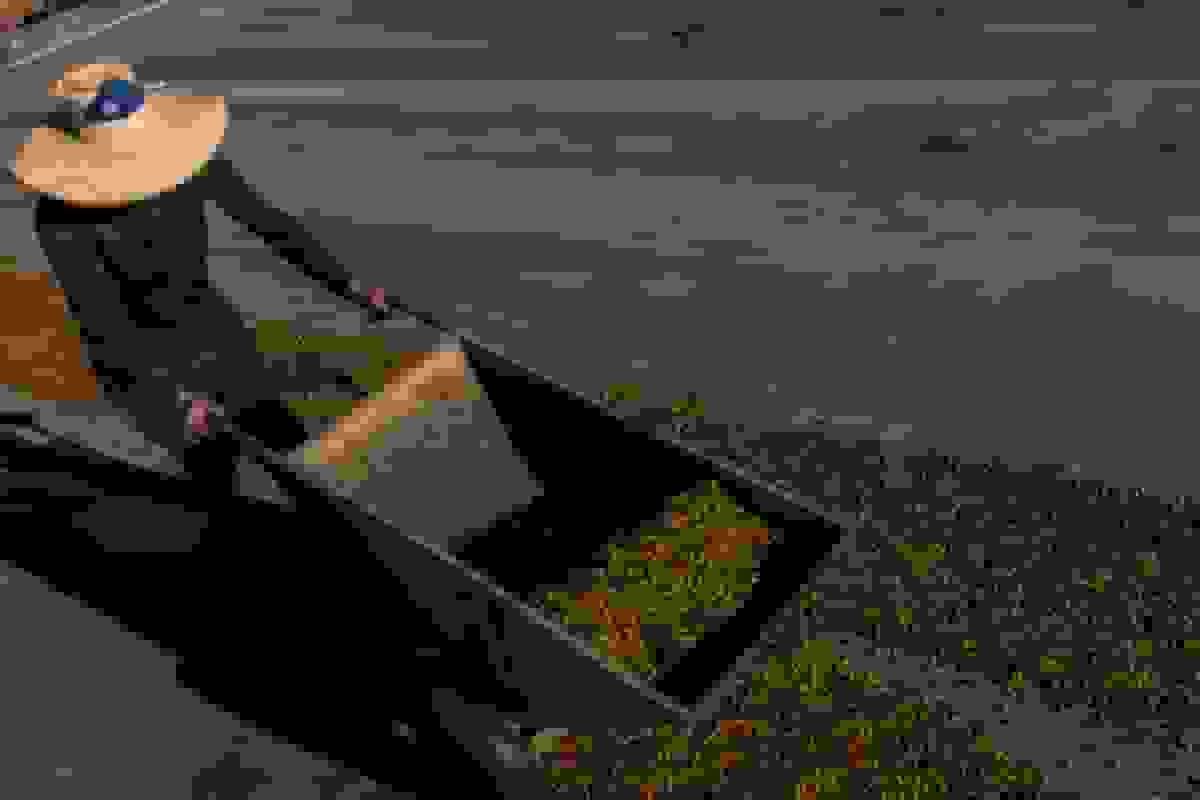 تعرفه‌ها و تغییرات آب‌وهوایی باعث افزایش قیمت قهوه می‌شوند