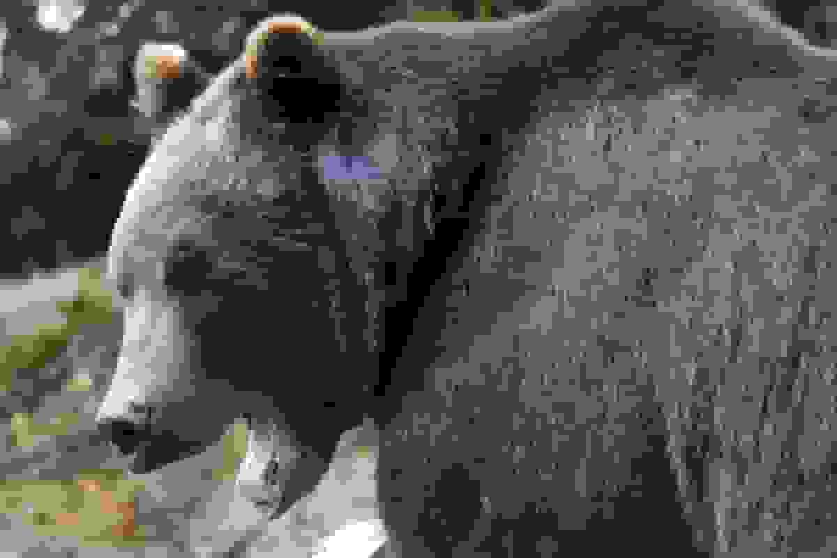 پاک شدن رالی تابستانی بیت‌کوین توسط بازار نزولی پاییز