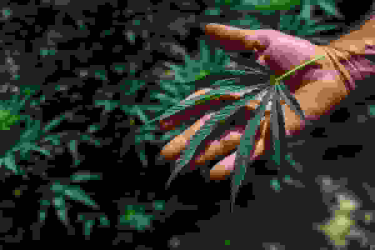 ترامپ دستور کاهش محدودیت‌های قانونی حشیش را امضا کرد