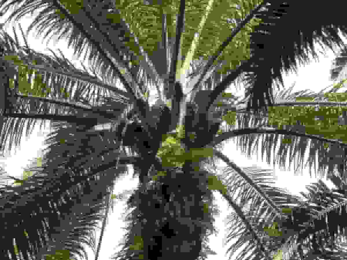 افت قیمت روغن پالم به زیر ۴۰۰۰ رینگیت برای اولین بار در سه هفته