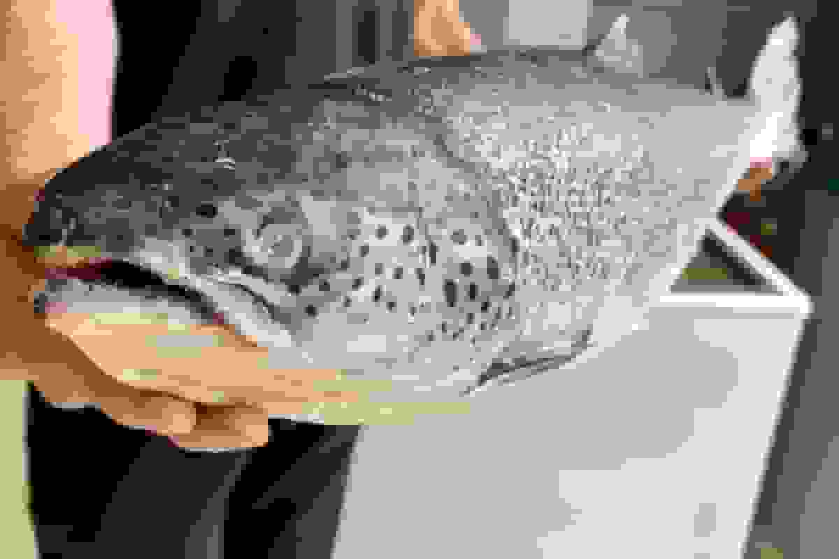 آیا آرژانتین واقعاً در حال تغییر است؟ از ماهی سالمون آن بپرسید