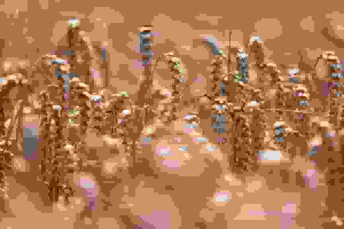 گند شیکاگو با تمرکز بر جنگ روسیه و اوکراین اندکی افزایش یافت