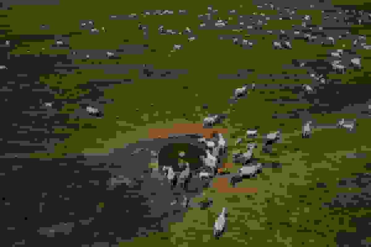 برزیل تلاش می‌کند در COP30 مخاطبان را به 'گوشت گاو کم‌کربن' متقاعد کند