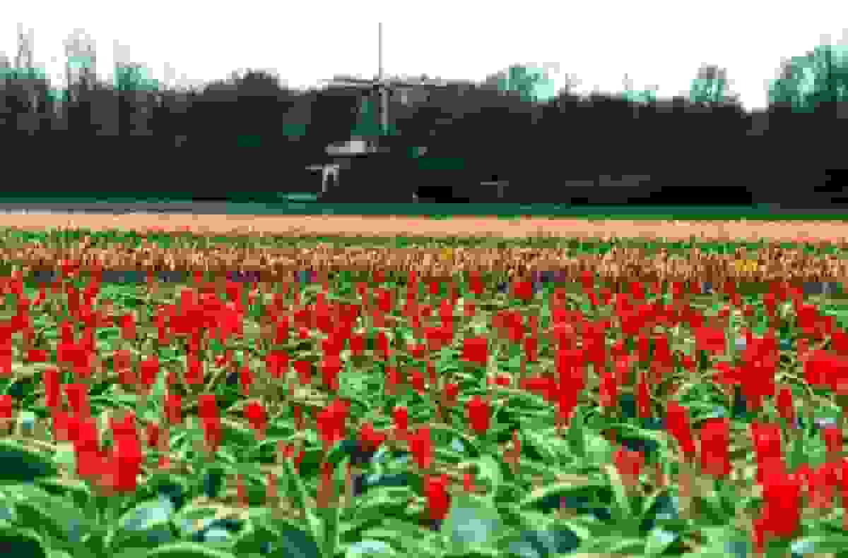 بیت‌کوین در حال تبدیل شدن به یک لاله دیجیتالی است