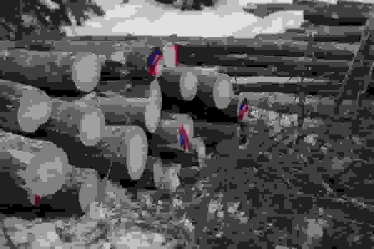 اتحادیه اروپا شش ماه مهلت برای اجرای قانون مبارزه با جنگل‌زدایی پیشنهاد می‌کند