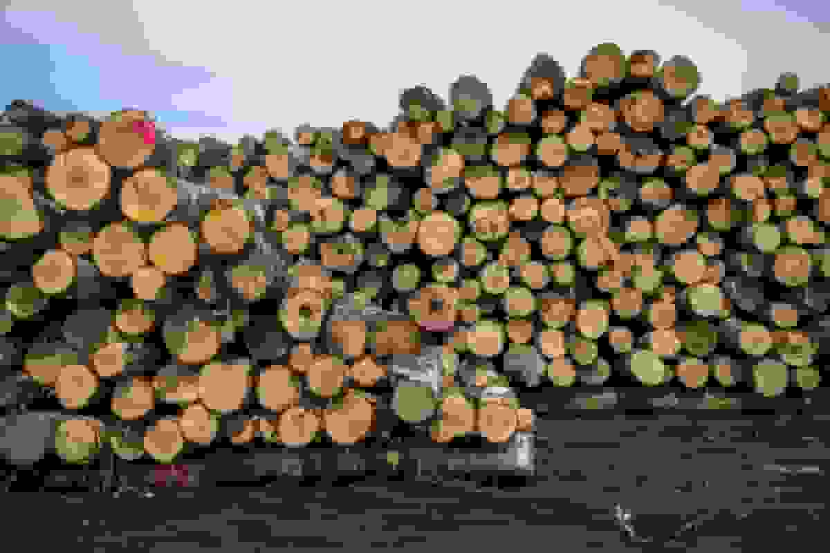 تعرفه‌های جدید ترامپ بر چوب: کانادا بیشترین آسیب را می‌بیند