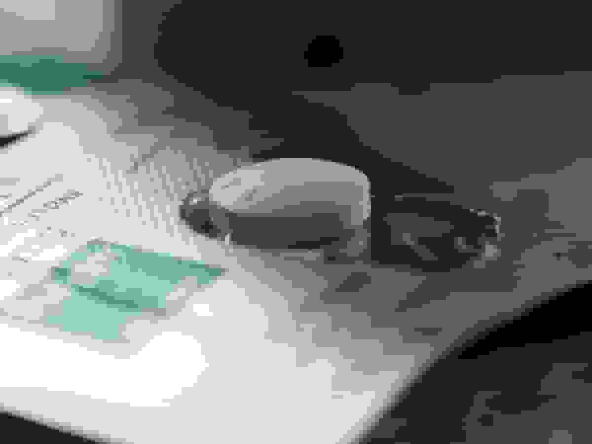 تأخیر FDA در مطالعه ایمنی قرص سقط جنین