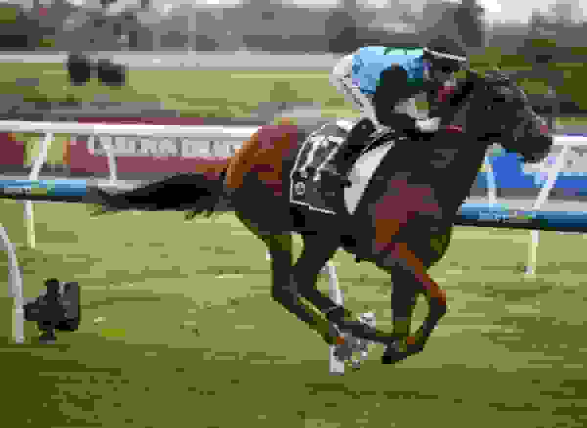 ماکوئاری پیش‌بینی می‌کند Half Yours برنده جام ملبورن خواهد بود