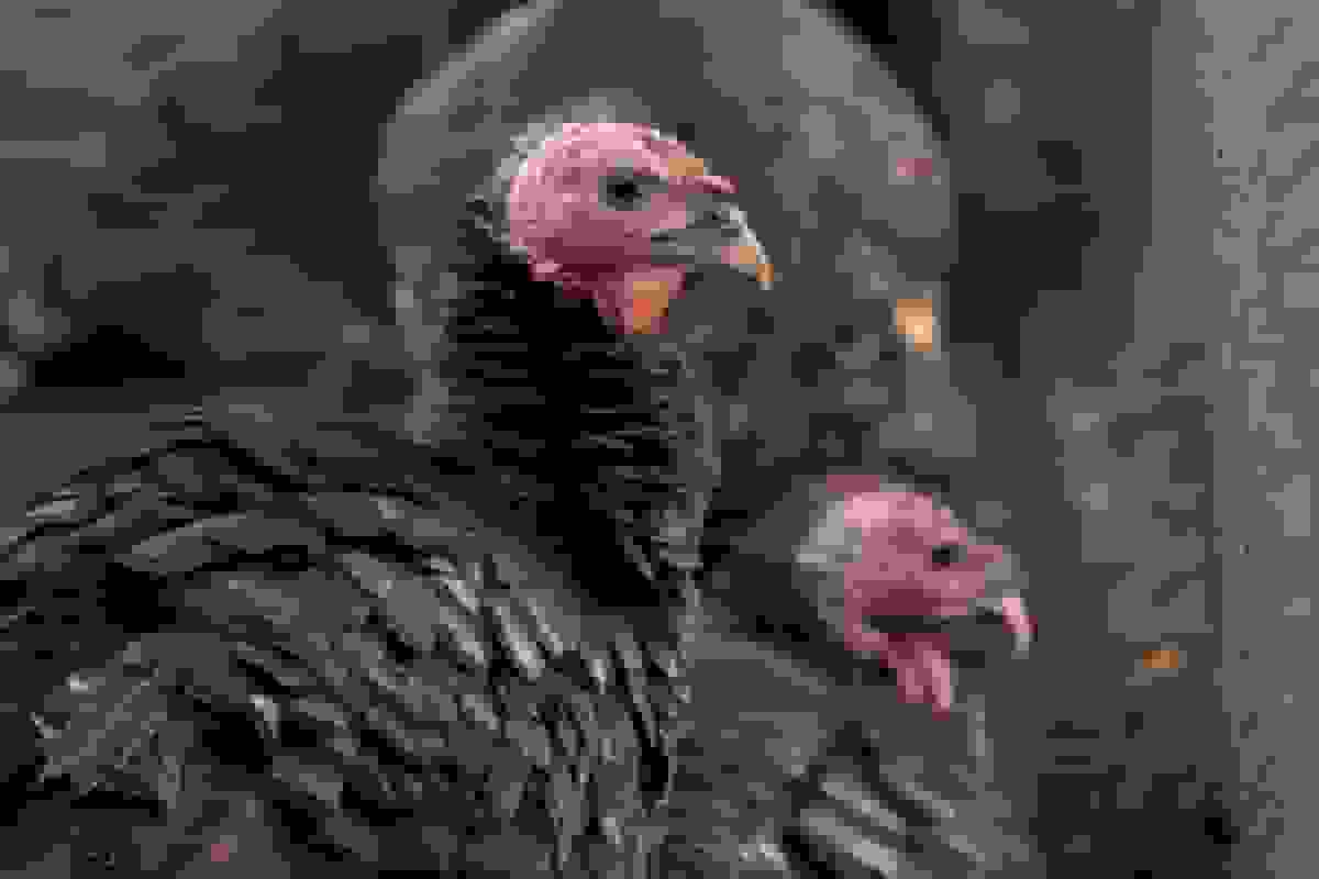 آیا ترامپ هزینه‌های شکرگزاری را کاهش می‌دهد؟ پاسخ به این سوال بستگی دارد که از چه کسی بپرسید