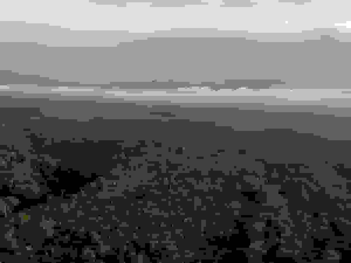 بانک سرمایه‌گذاری اروپا در حال بررسی سرمایه‌گذاری در صندوق جنگل‌های بارانی برزیل