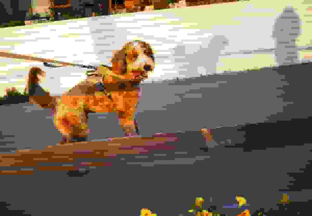 چگونه کسب و کار سگ‌های دوودل به صنعت میلیارد دلاری تبدیل شد