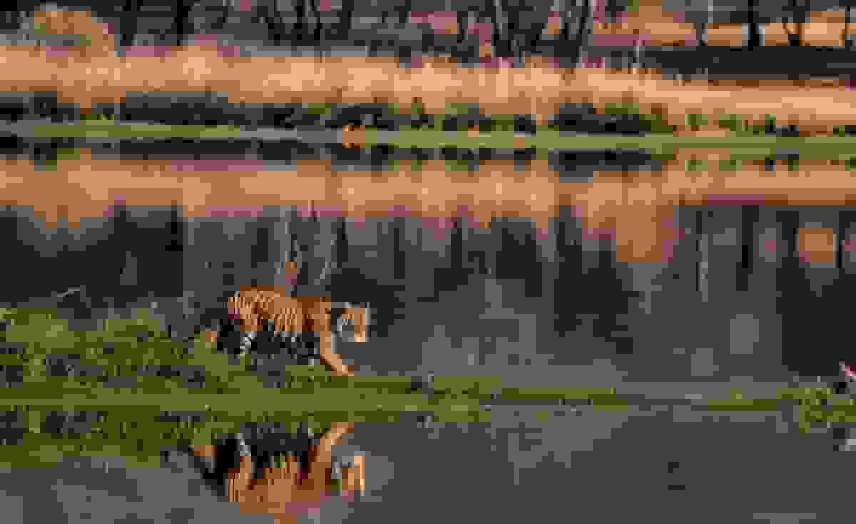 نبرد کوه‌های آراوالی در هند درحالی که شهرها با هوای سمی خفه می‌شوند