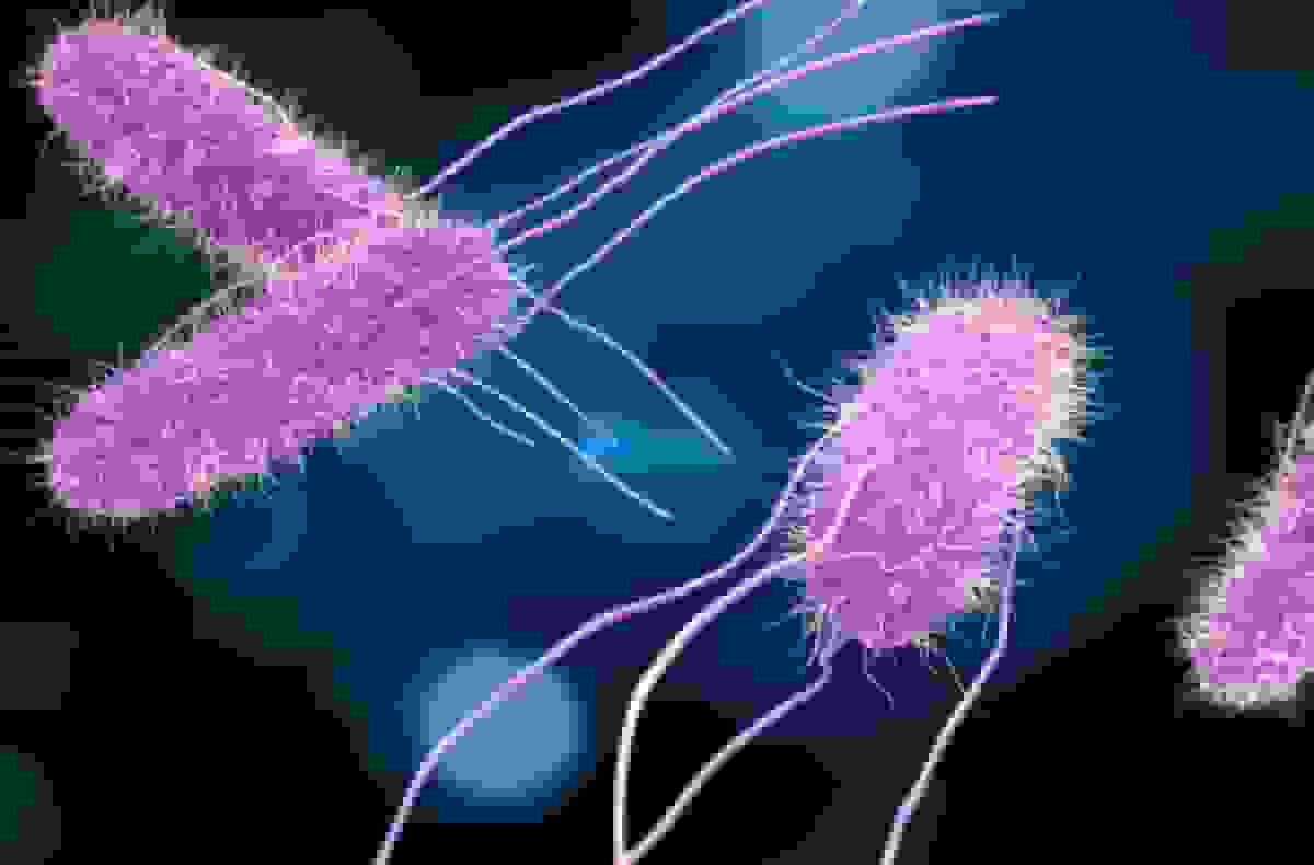 بلعیدن سالمونلا برای کمک به جستجوی واکسن