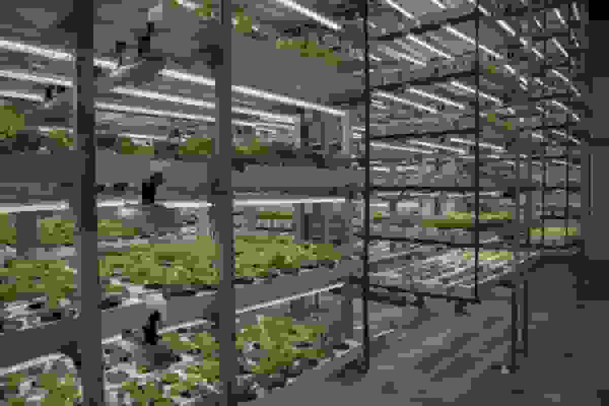 کشاورزی عمودی در حال تجربه رشد دوم