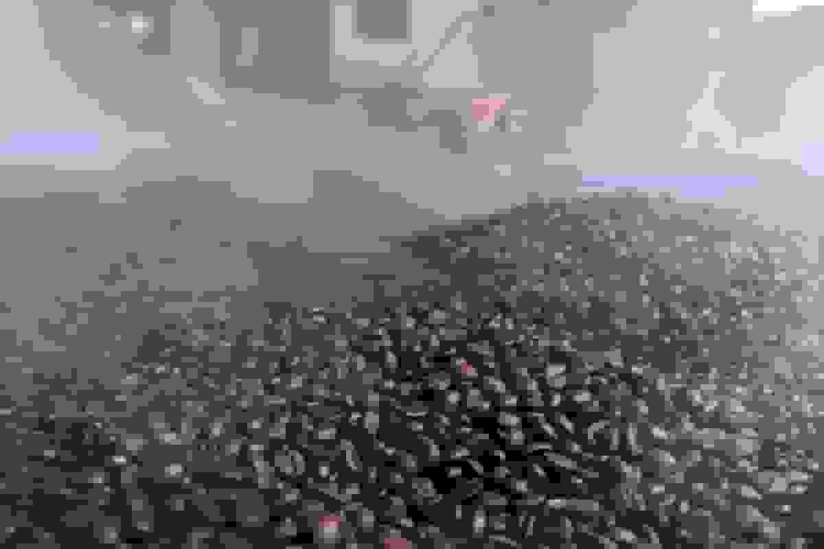 افت قهوه روبوستا به دلیل عرضه فراوان از ویتنام