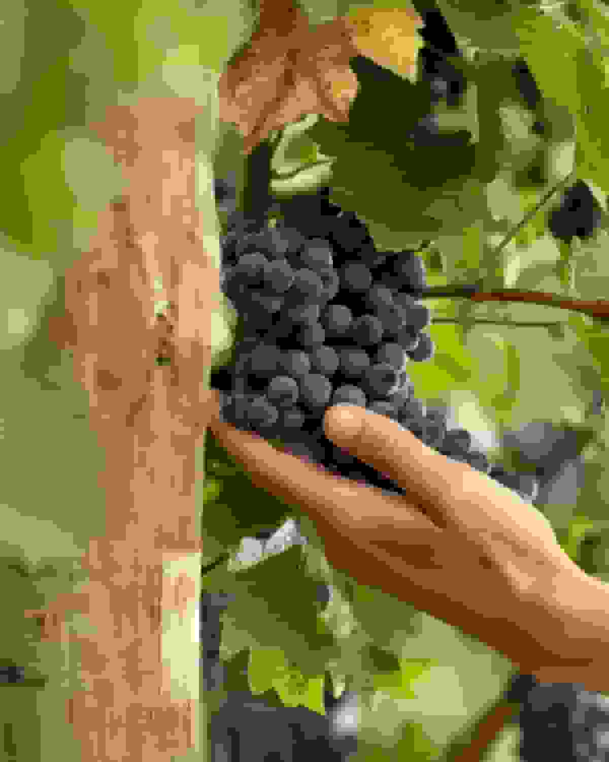 سال ۲۰۲۵ سالی عالی برای تولید شراب در جهان