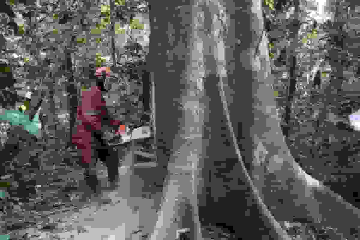 جهان تنها یک دهه فرصت دارد تا بزرگترین مخزن کربن گرمسیری را نجات دهد