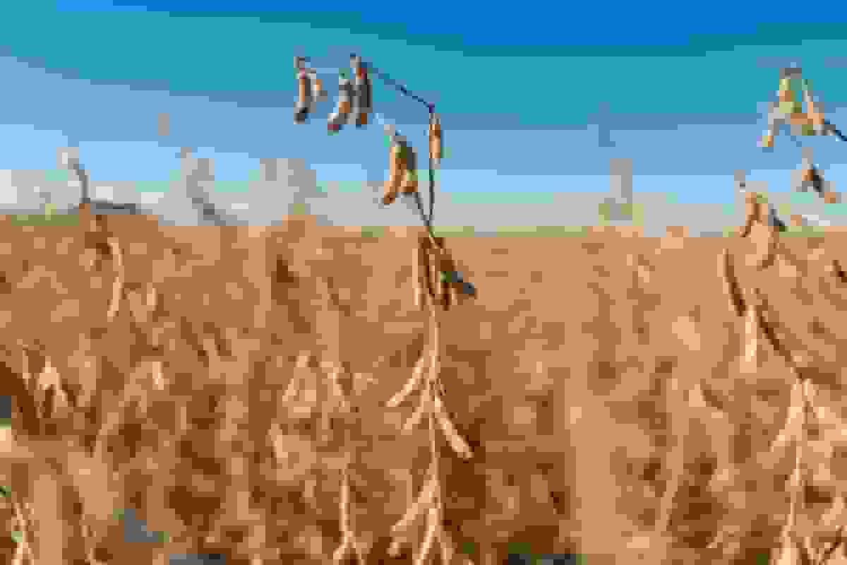 فروش سویای آمریکا به چین: گذشته تکرار نخواهد شد