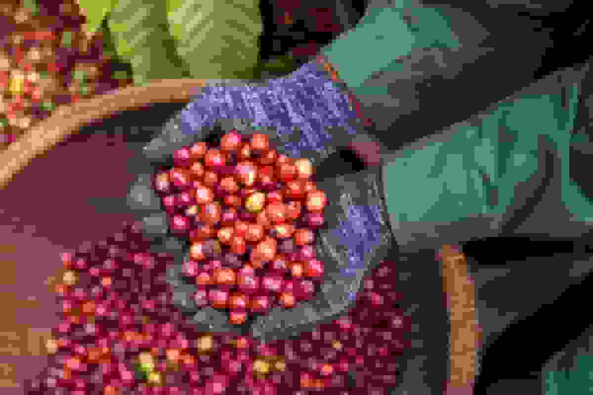 استان داک لاک ویتنام از بدترین اثرات توفان کالماگی در امان ماند