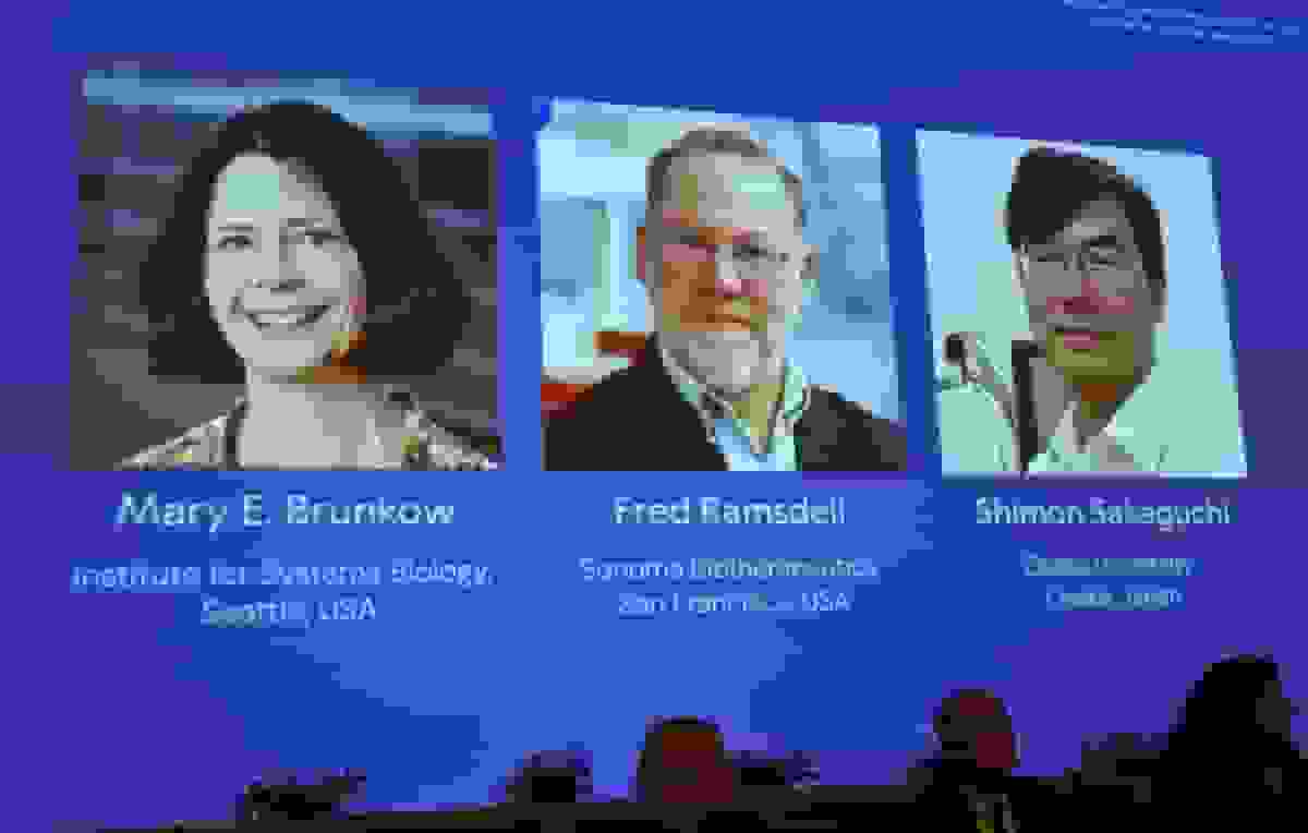 جایزه نوبل پزشکی ۲۰۲۵ برای کشف سلول‌های T تنظیمی در سیستم ایمنی