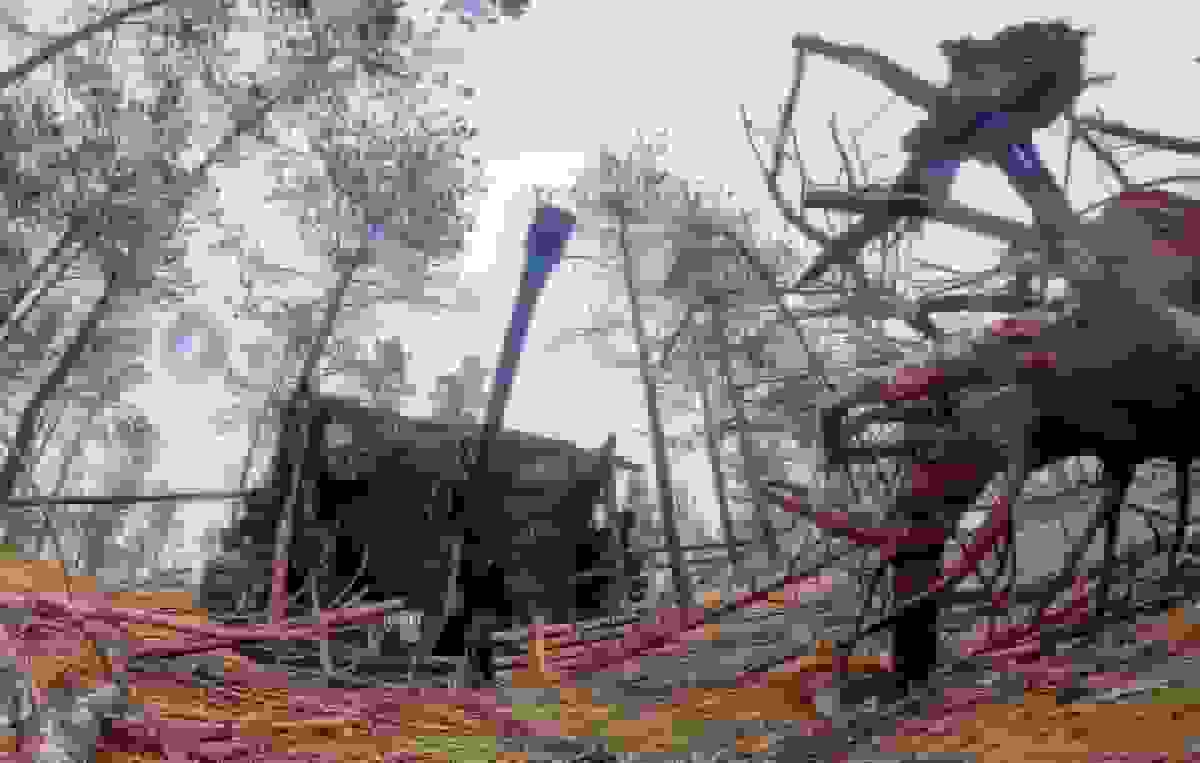 نیروهای روسیه نووگریگوروفکا در منطقه زاپوروژیه را در ۲۴ ساعت گذشته آزاد کردند