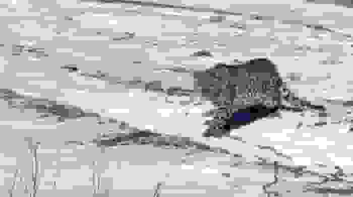 تصویربرداری از دو قلاده پلنگ ایرانی در ارتفاعات برفی البرز جنوبی