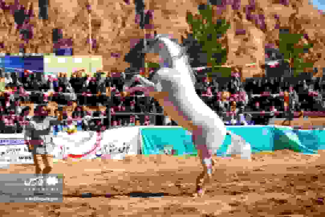 جشن خانوادگی و نمایش اسب‌های فاخر یزد در تفت