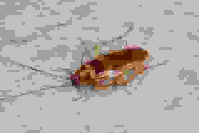 چگونگی زنده ماندن سوسک بدون سر: سازگاری‌های منحصر به فرد فیزیولوژیکی