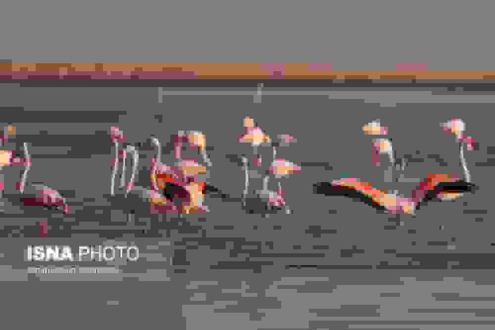 فلامینگوها میهمان آب‌های گرم خلیج فارس