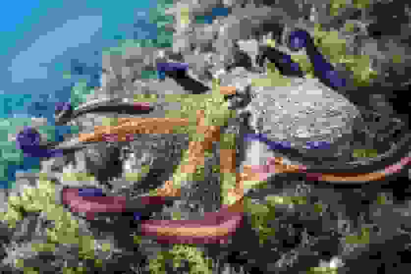 رمزگشایی از معمای هوش اختاپوس: مغز توزیع‌شده در بازوها