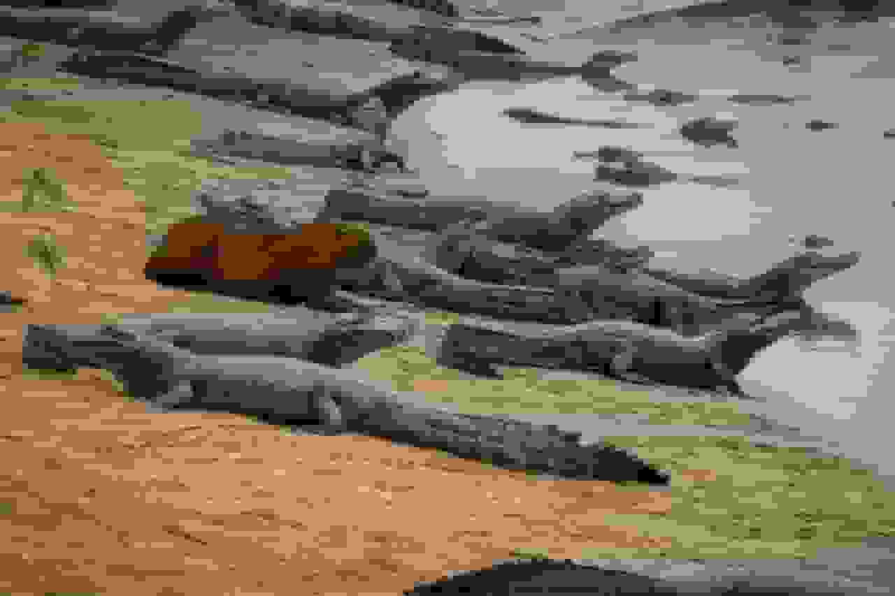 راز همزیستی عجیب؛ چرا تمساح‌ها برگچه‌خوارها را نمی‌خورند؟