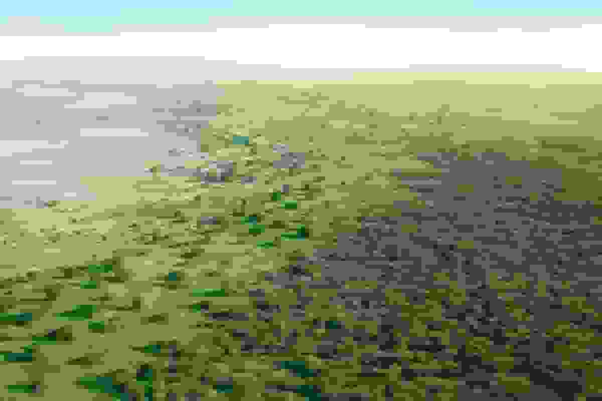 اثرات کاشت درخت در چین بر توزیع منابع آبی کشور