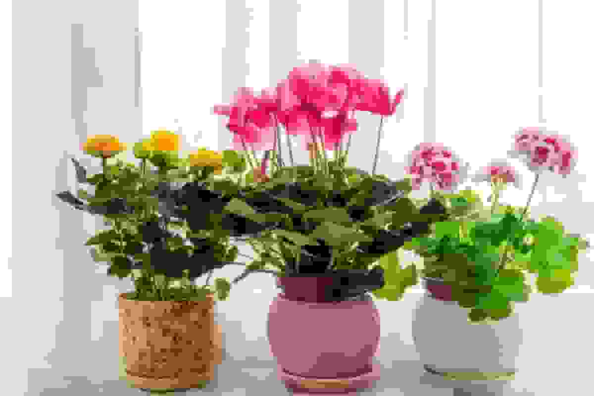 افزایش قابل توجه قیمت گل در آستانه روز مادر