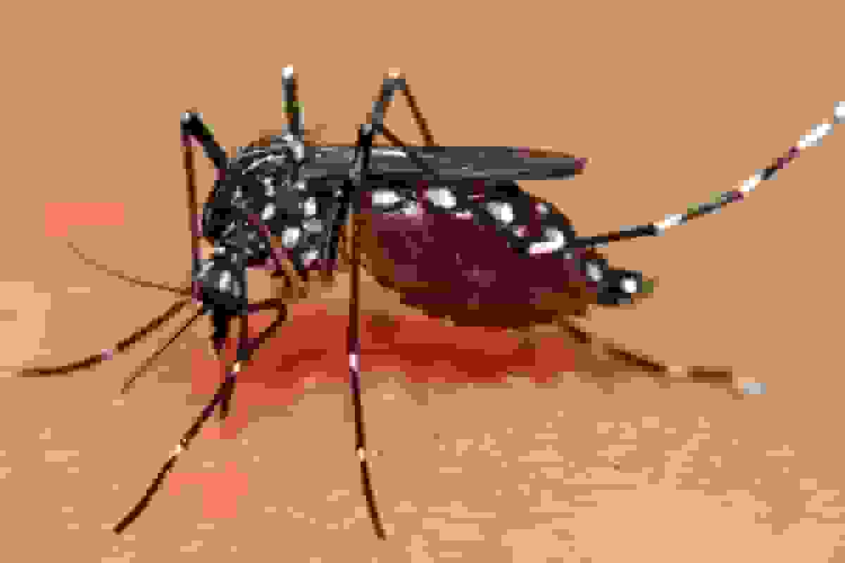 ابتلای ۲۵۵ نفر به تب دنگی در هرمزگان از ابتدای سال جاری