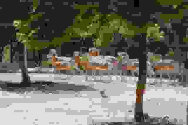 خشکسالی موجب ورود قوچها و میشها به معابر شهری شاهرود شد