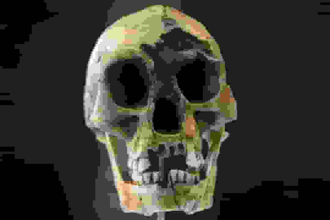 خشکسالی و مواجهه با انسان خردمند: سناریوی انقراض هابیت‌ها