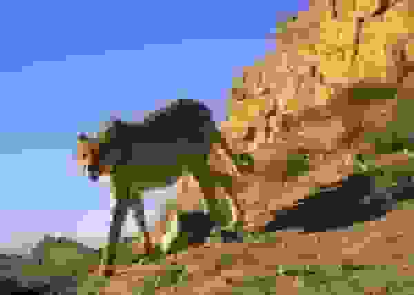 مشاهده ۶ قلاده یوزپلنگ آسیایی در پناهگاه حیات‌وحش میاندشت