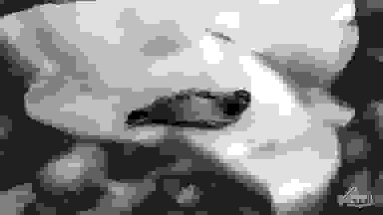 قطب شمال گرم‌ترین سال ثبت‌شده در تاریخ را تجربه کرد