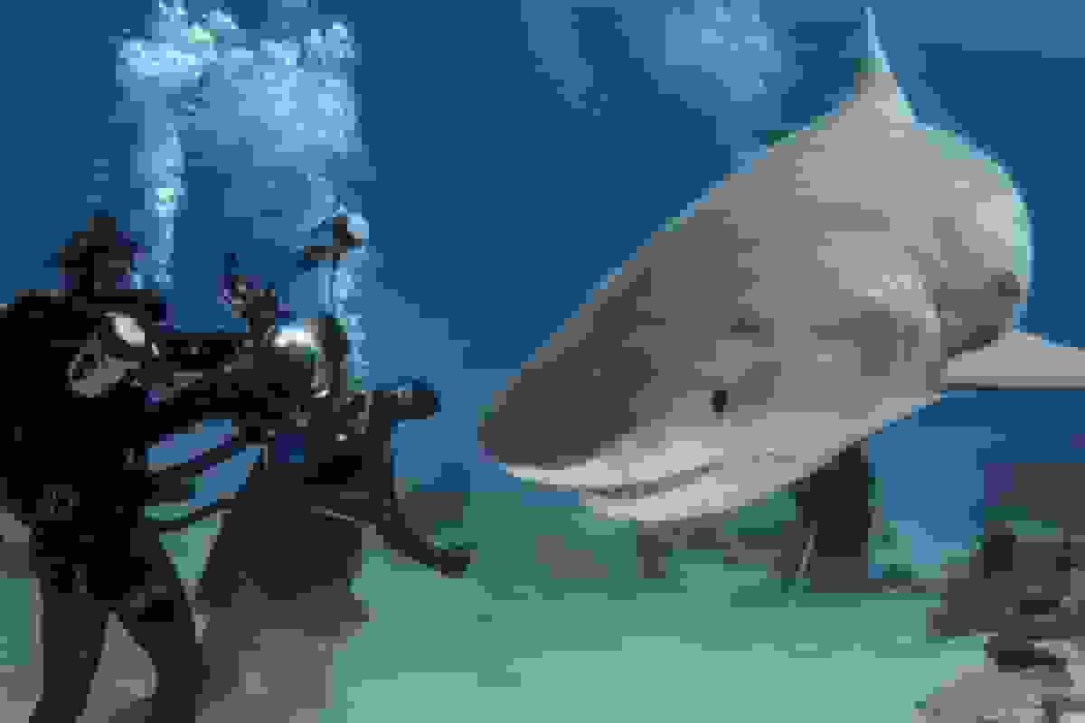 تجمع کوسه‌های صخره‌ای در ساحل سیمرغ جزیره کیش