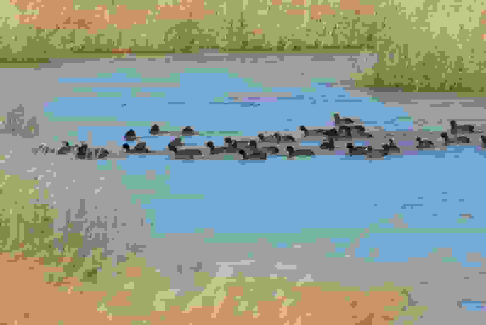 احیای تالاب کانی برازان مهاباد پس از خشکسالی