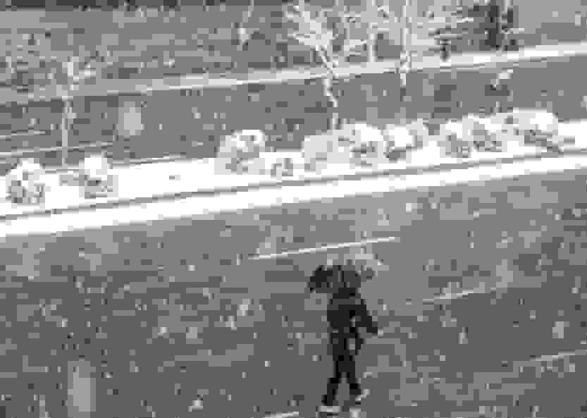 بارش برف در ولنجک تهران