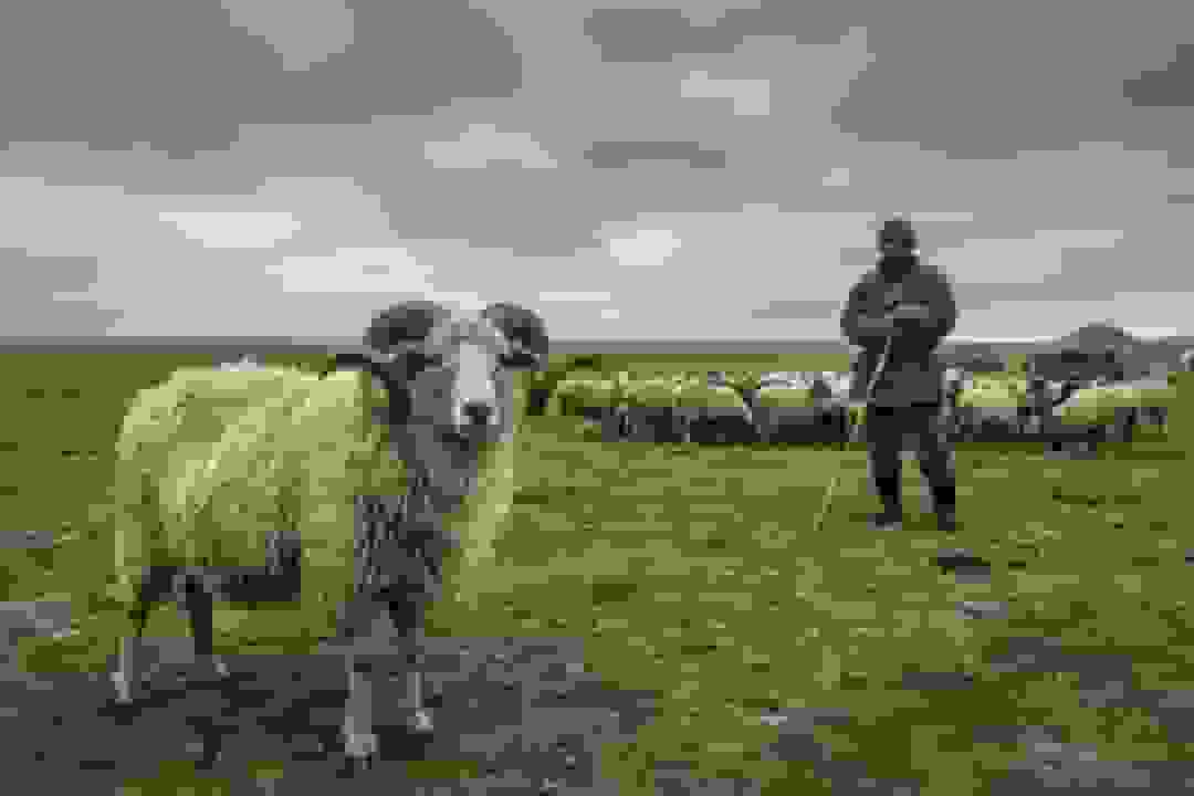 کشف عامل غیرمنتظره طاعون عصر برنز: گوسفندان به جای موش‌ها