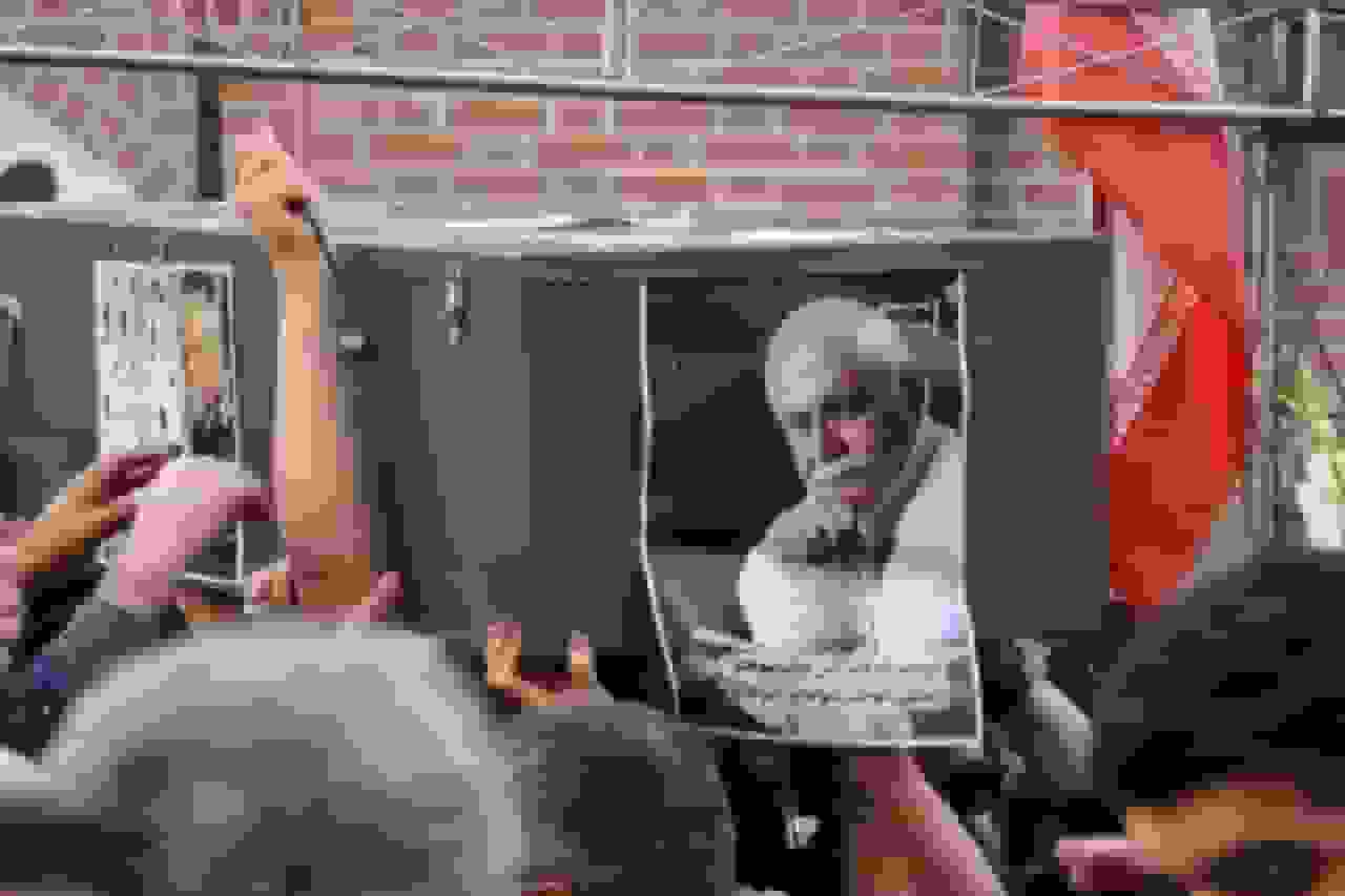 پیکر خواننده «گل پامچال» در جوار میرزا کوچک خان جنگلی تدفین شد