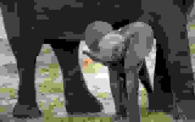 افزایش ارزش هوش مصنوعی با مدل‌های زبانی کوچک