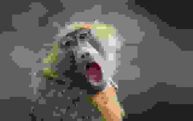 ساختار پروژه‌های React در سطح تولید: از راه‌اندازی تا مقیاس‌پذیری