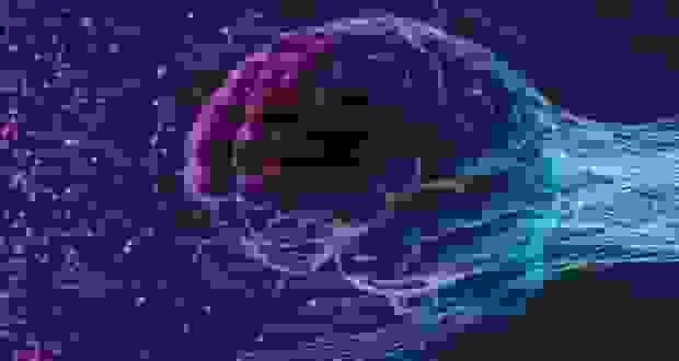 مغز انسان چه زمانی پیر می‌شود؟ کشف ۵ دوره و ۴ نقطه عطف پیری مغز