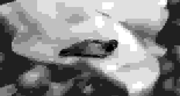 قطب شمال گرم‌ترین سال تاریخ را تجربه کرد؛ ذوب پرمافراست و رودخانه‌های نارنجی