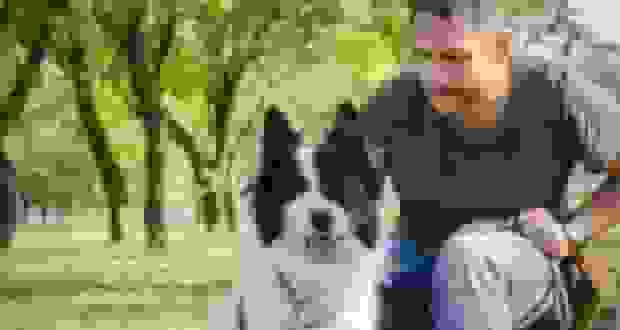 هشدار به صاحبان حیوانات خانگی: کشف بیماری جدید ناشی از کنه در سگ‌ها با احتمال انتقال به انسان