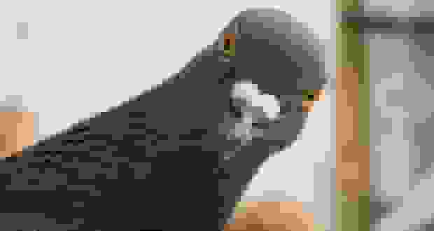 کبوترهای بایودرون روسی: جاسوسان پرنده با کنترل مغزی و هوش مصنوعی